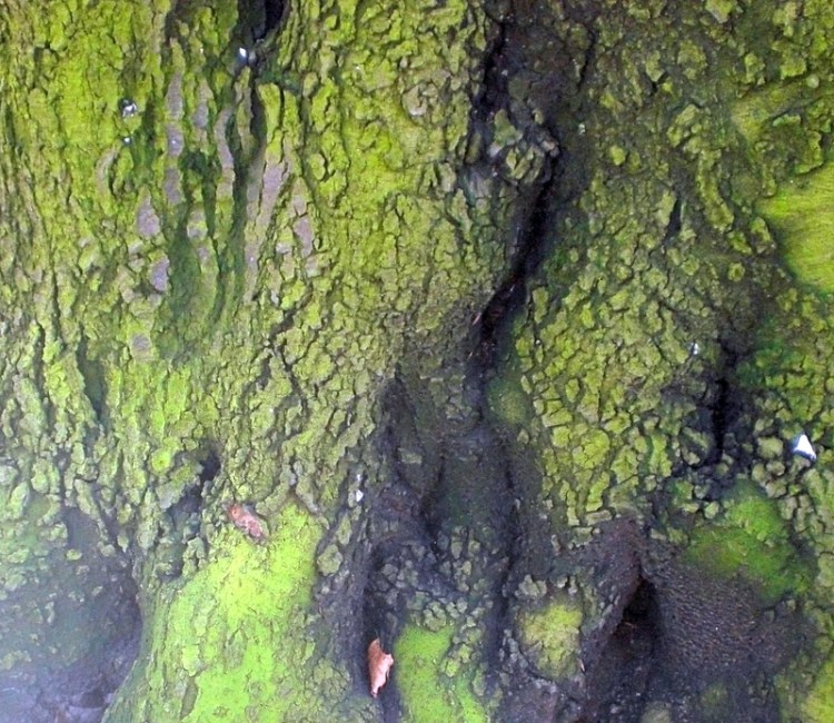 Lichens dissolving into light