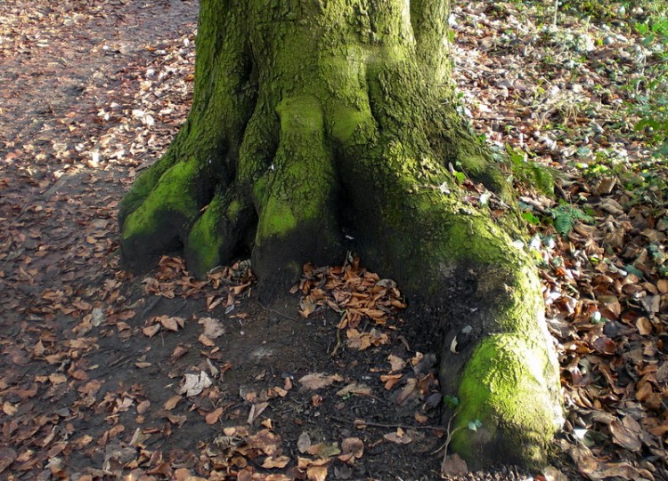 Dinosaur Tree Foot