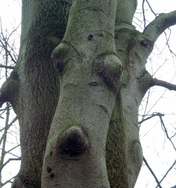 Tree Face