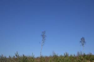 Two Spectral Trees - Somewhere North of Devilla Forest