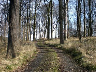Winding through the trees