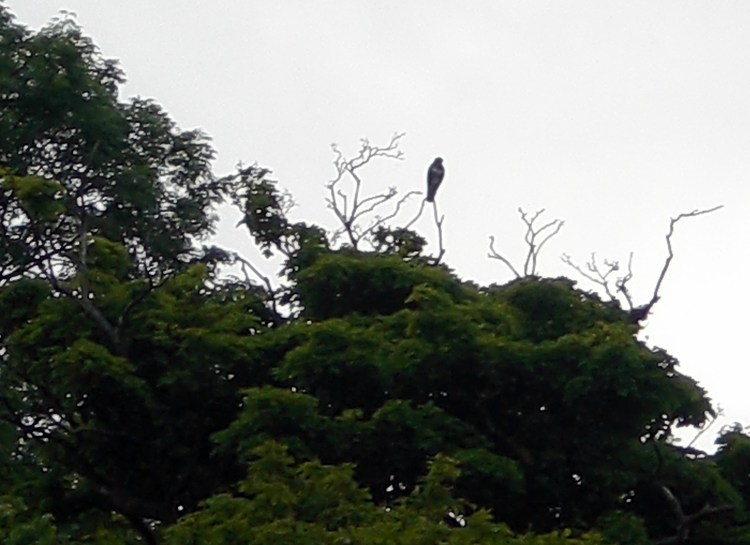 Buzzard (?) Limekilns