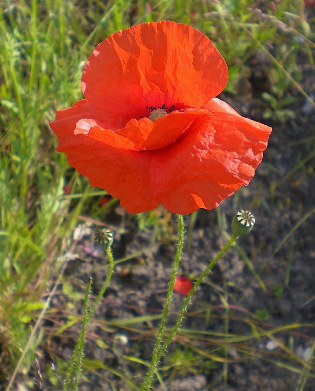 The Poppies are in the Field VI