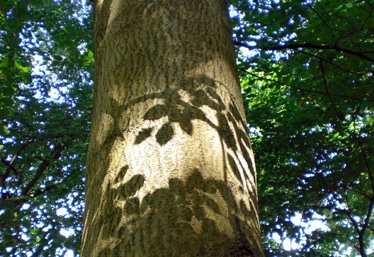 A Haunting of Leaves