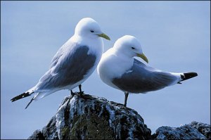 kittiwakes_on_rock_470x312