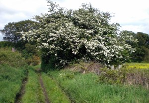 Beyond the Hawthorn