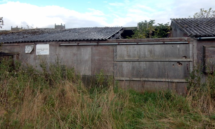 Minimum Disease Pigs II